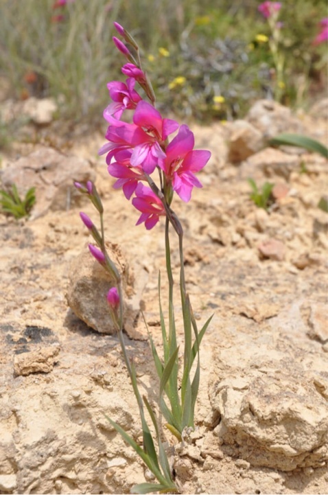 Wild Gladiolus – Gladiolus illyricus © Tony Hall