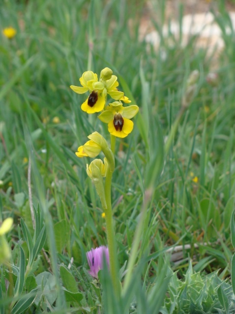 Yellow Bee Orchid – Ophrys lutea © Tony Hall