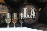 Winery Tour from Seville with Horse-Riding Option