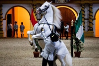 Jerez and Cadiz from Seville, with Horse Ballet