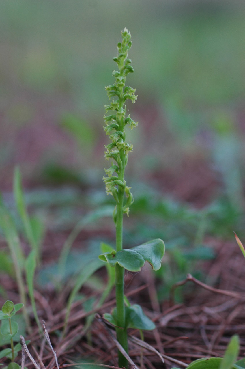 Two-leaved Gennaria - Gennaria diphylla © Tony Hall